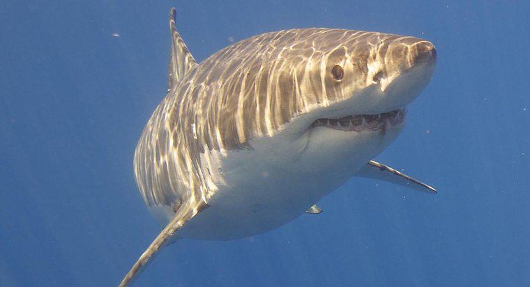 Gran tiburón blanco “Sable” envía señal desde los Cayos del Norte de Florida