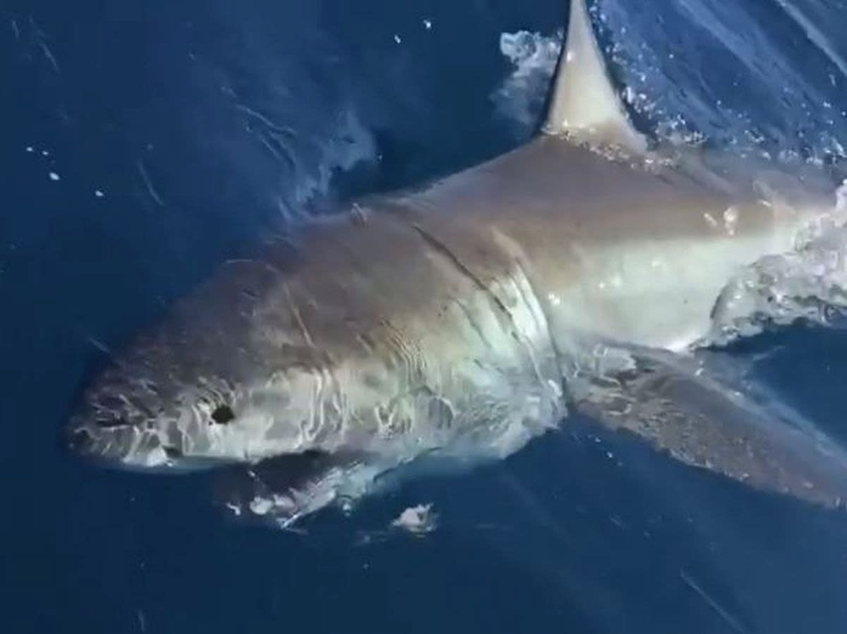 Así capturaron un enorme tiburón blanco en playa de Florida (Video)