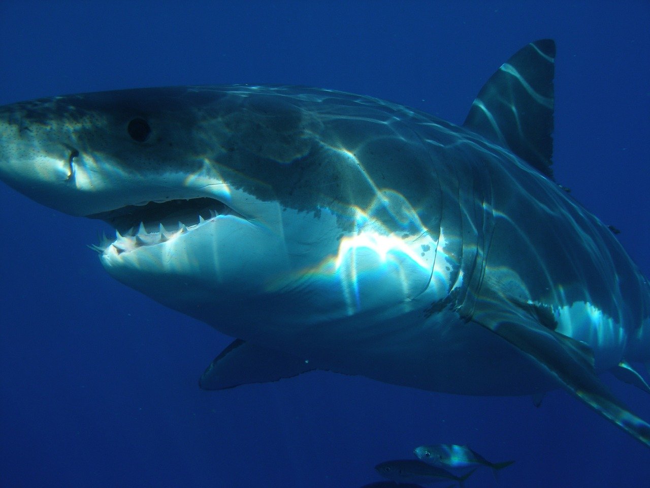 ¡Cuidado! Siguen en aumento los avistamientos de tiburones blancos en las costas de Florida