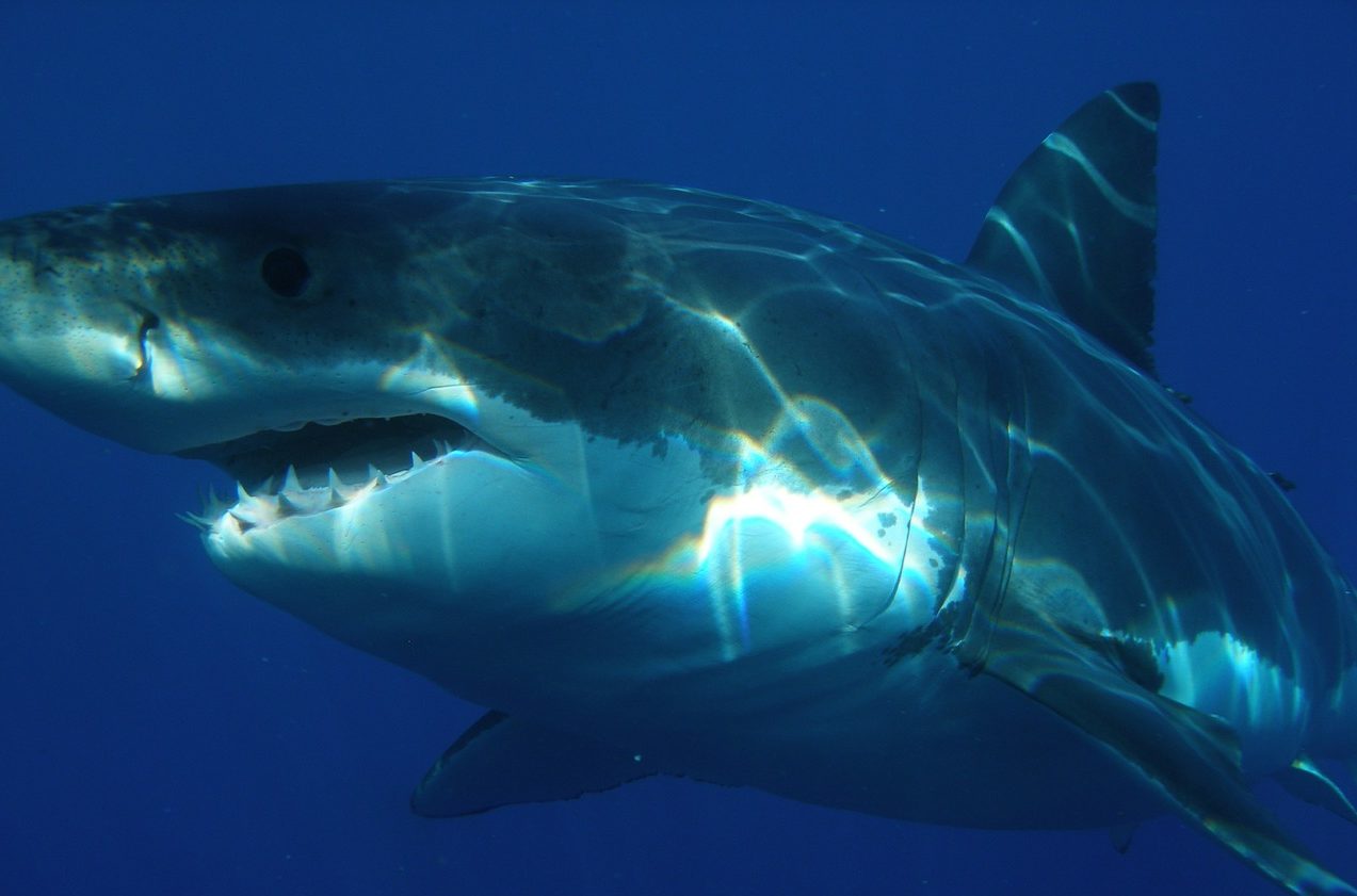 Pescadores fueron sorprendidos por un tiburón blanco que los arrastró tres kilómetros