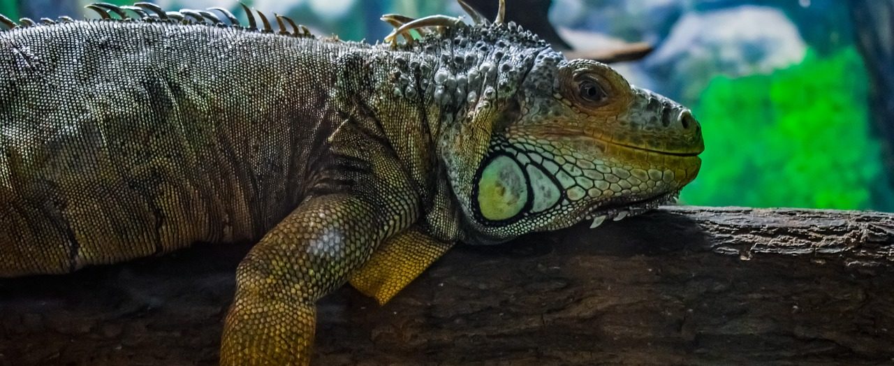 Unos las defienden y otros quieren acabar con ellas…¿Qué se debe hacer con las iguanas verdes en Florida?
