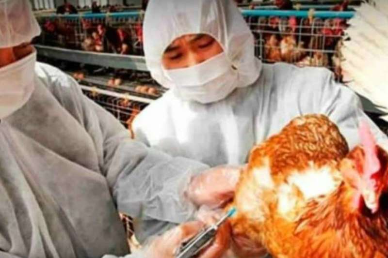 China informa del primer caso humano de gripe aviar H10N3