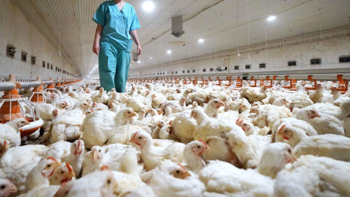 Se confirmó primer caso humano de gripe aviar H10N3 en China