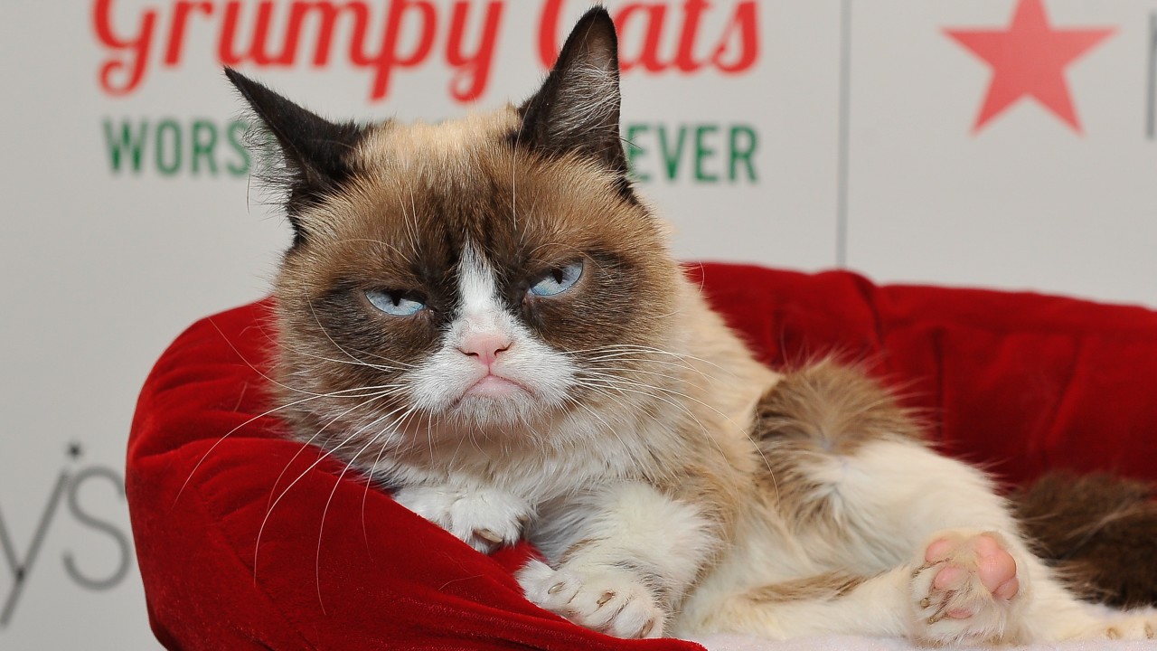 Falleció Grumpy Cat la gata más famosa de las redes sociales