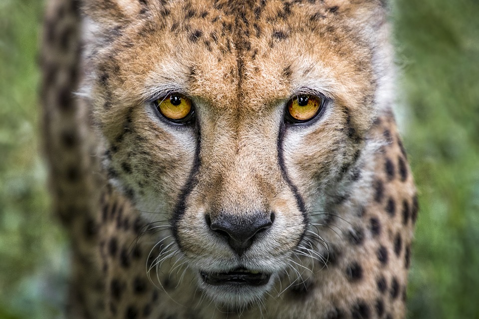 ¡Alerta! Más de 4 mil guepardos han sido traficados como mascotas exóticas