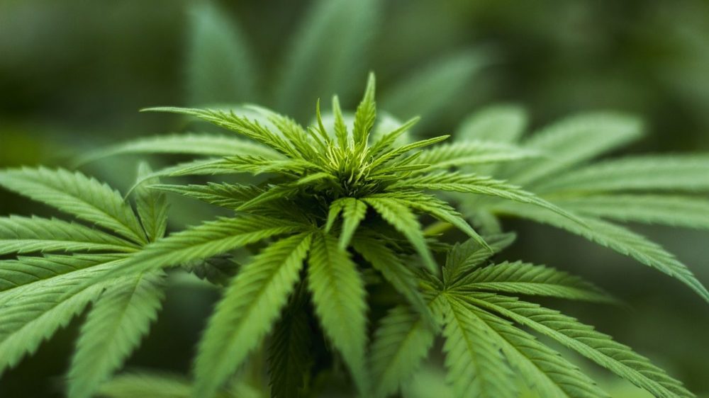 A partir de julio se podrá cultivar marihuana en Florida para producir fibra de cáñamo
