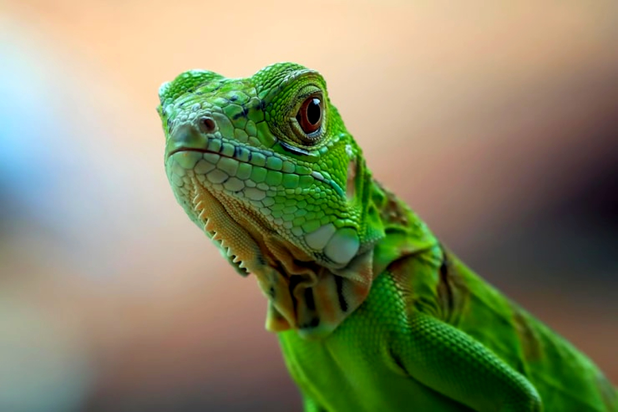 Invasión de iguanas en el sur de Florida: ¿cómo mantenerlas lejos de los hogares?