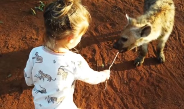 Padres de niña de dos años la dejan jugar con un grupo de hienas y esto es lo que pasa (VIDEO)