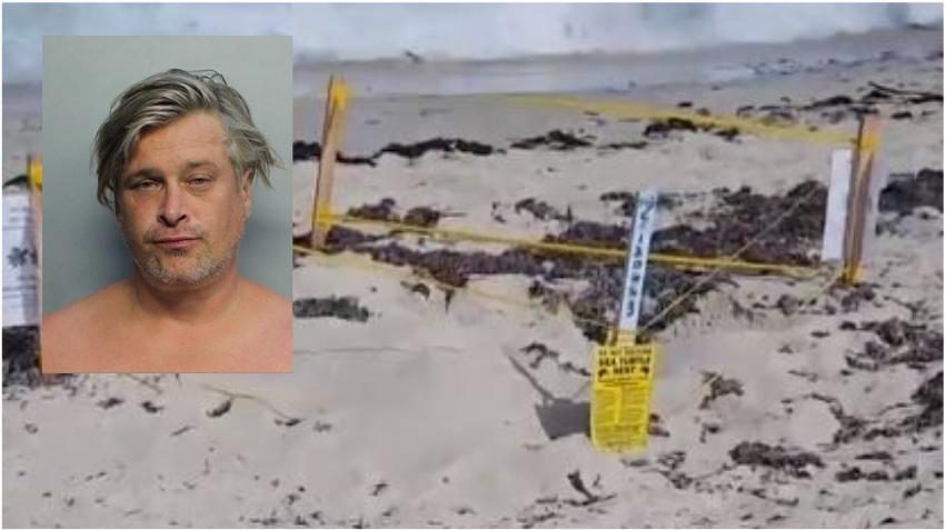 Arrestan a un hombre en Miami Beach por molestar los nidos de tortuga marina en Miami Beach