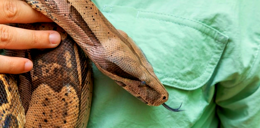 Presentador de Disney salva el día: atrapa una serpiente en un avión
