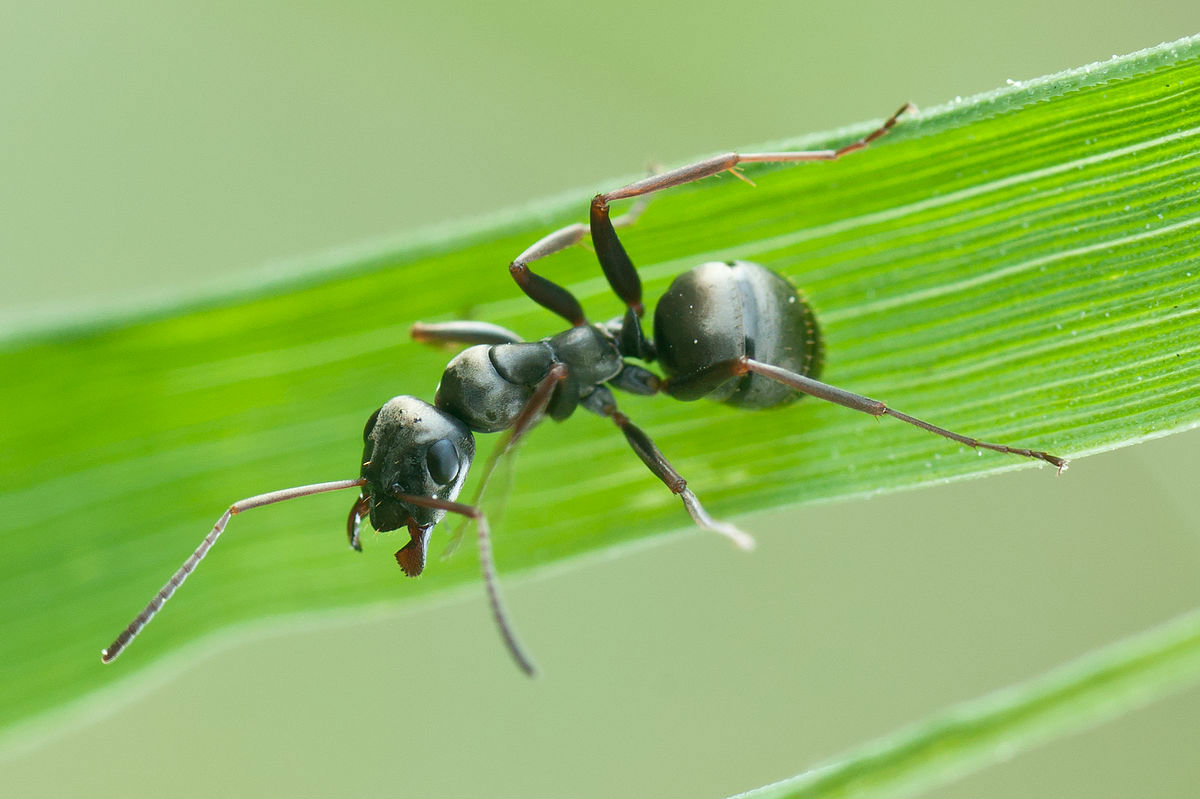 Las hormigas pueden detectar el cáncer en humanos