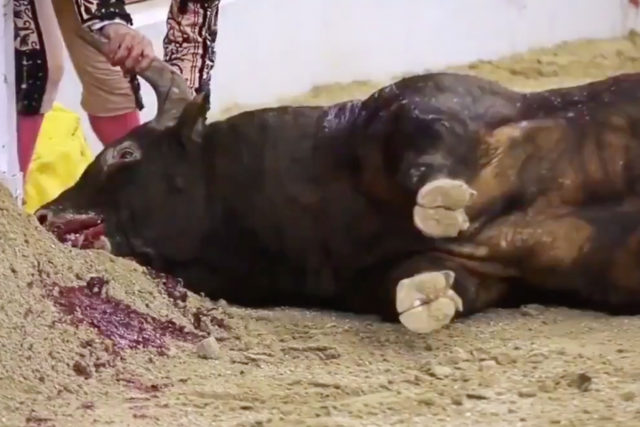 PETA difundió un video que muestra a un matador apuñalando repetidamente a un toro
