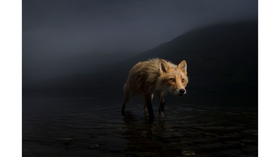 ¡Espectacular! Disfruta las imágenes de la competencia Fotógrafo de vida silvestre del año