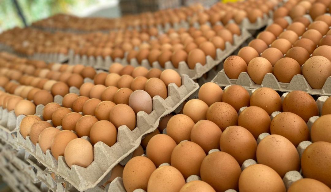 El precio del huevo va en aumento y se habla de escasez