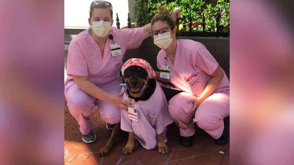 “Dogtor Loki” el perro que entrega kits de curación a las enfermeras de la UCI durante la pandemia