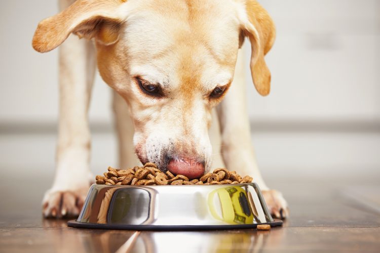 Citaron a fabricante de alimentos para mascotas por exponer a sus empleados a riesgos de seguridad