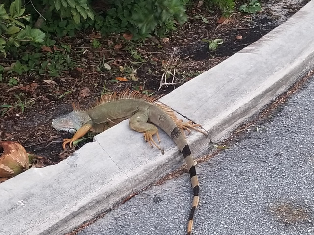 Frente frío traería de vuelta la caída de iguanas a Florida