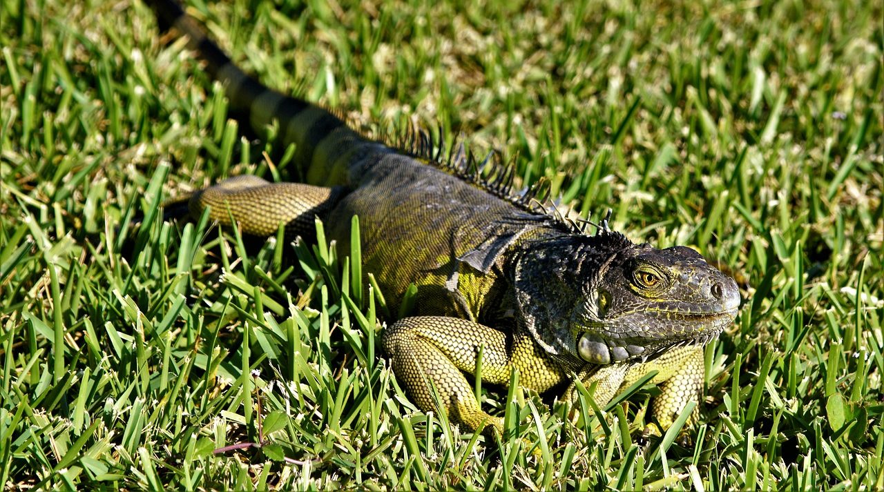 Florida está siendo afectada por las iguanas verdes: conoce cómo son y los daños que genera a la sociedad