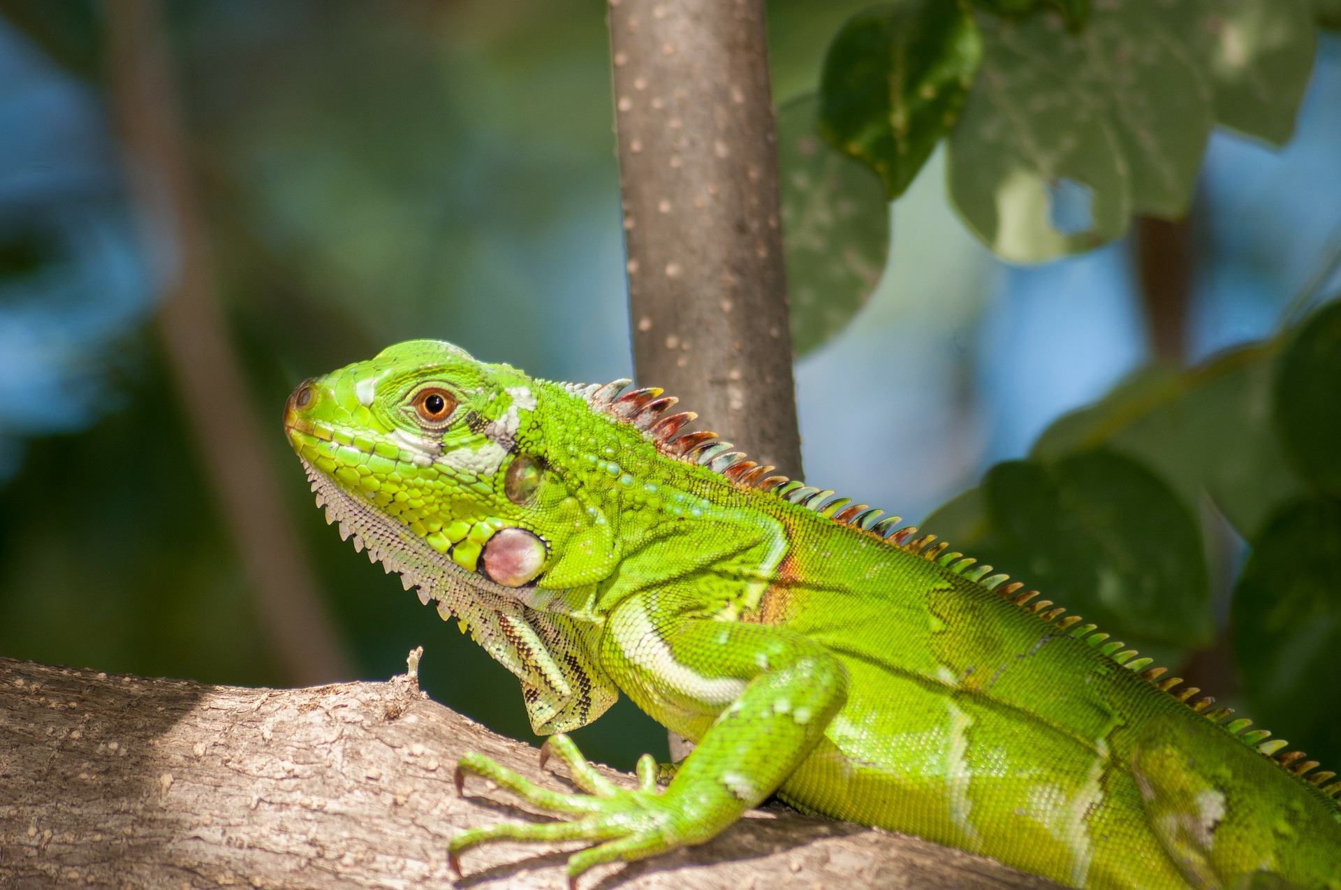 Iguanas en Florida tendrán un microchip