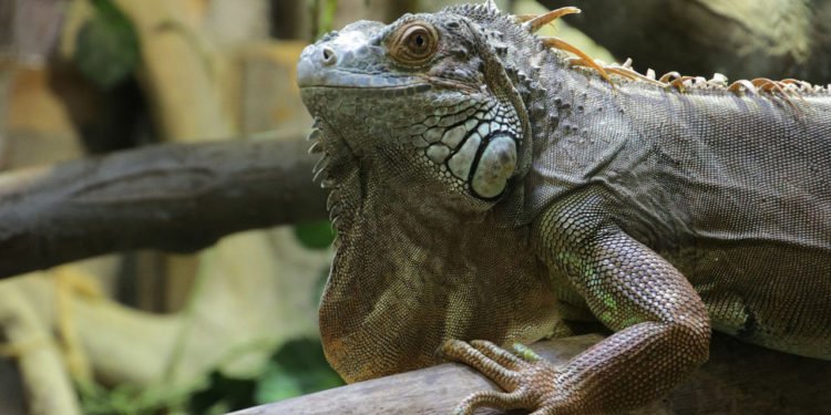 Alertan sobre lluvia de iguanas en Florida por bajas temperaturas
