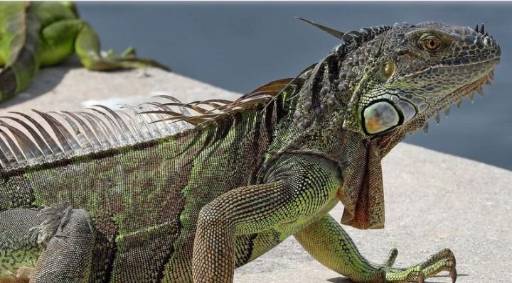 10 curiosidades que debes saber sobre las iguanas en el sur de Florida