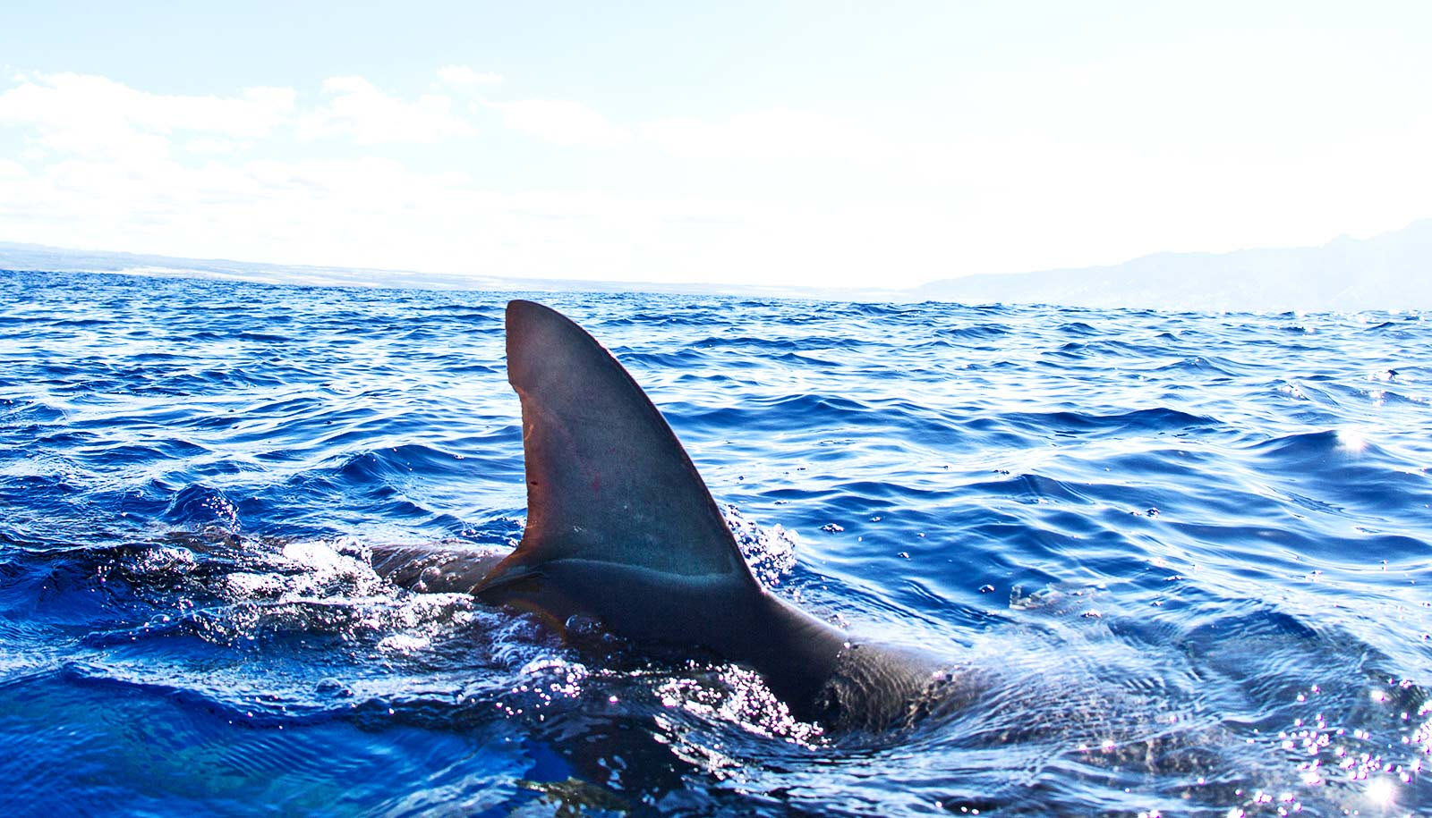 Proyecto de ley que prohíbe la venta de aletas de tiburón se presenta ante la Cámara de Representantes