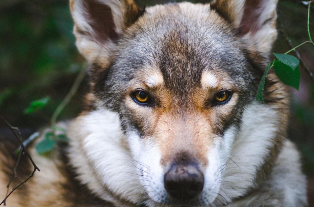 Siguen apareciendo coyotes en Broward: qué hacer si los ves