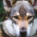 FWC responde a temores sobre coyotes en el condado de Broward