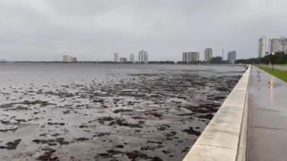 Bahía de Tampa “se queda sin agua” tras paso de Ian