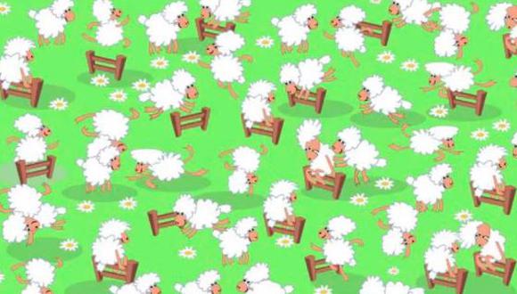 Desafío visual: ¿Puedes encontrar a la gallina escondida entre las ovejas?