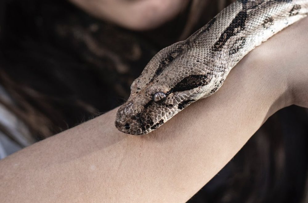 Serpiente y halcón se miden en feroz lucha… sobre el brazo de una mujer