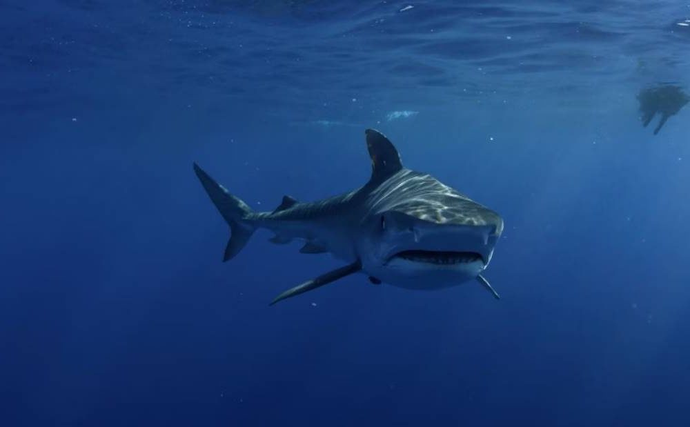 Bañista en Florida se enfrenta a tiburón y logra escapar