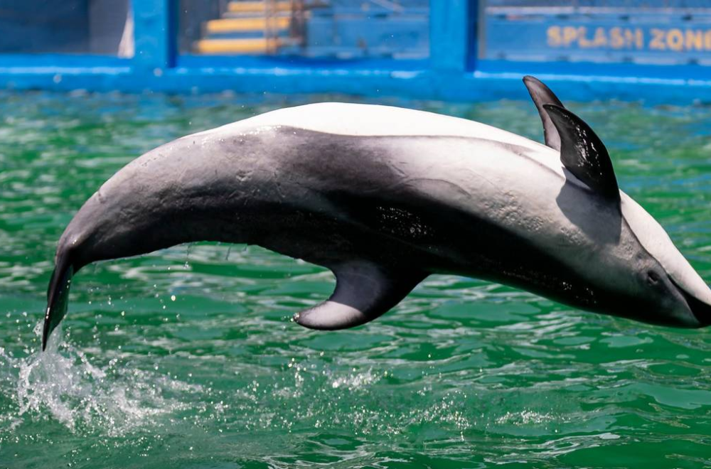 Miami Seaquarium traslada a delfín Li’i a San Antonio SeaWorld