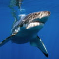 Tiburón ataca a niño de 14 años en campamento de salvavidas de Florida