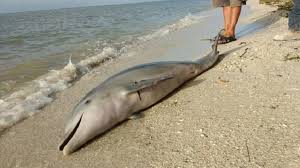 Perro ciego intentó ayudar a un delfín varado en la playa