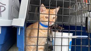 Encuentran más de 70 gatos en condiciones deplorables en Pompano Beach