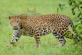 ¿Puedes ver al leopardo escondido?: observa la imagen que publicó un parque nacional ruso