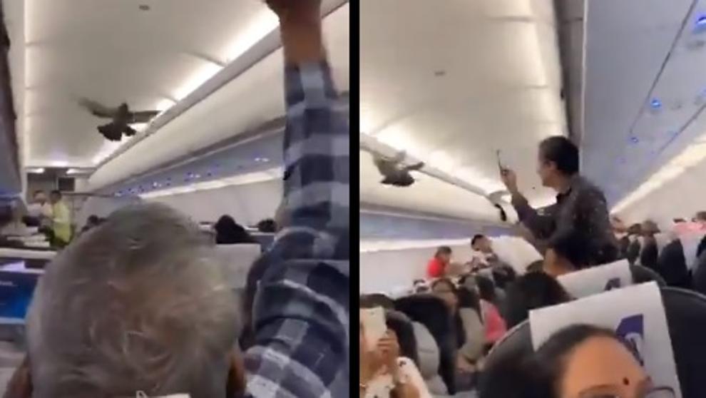 Palomas causan “Revuelo” en avión tras colarse en un vuelo desde La India