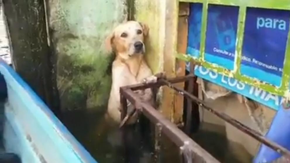 Mira el emotivo rescate de un perro en medio de las inundaciones en México +Vídeo