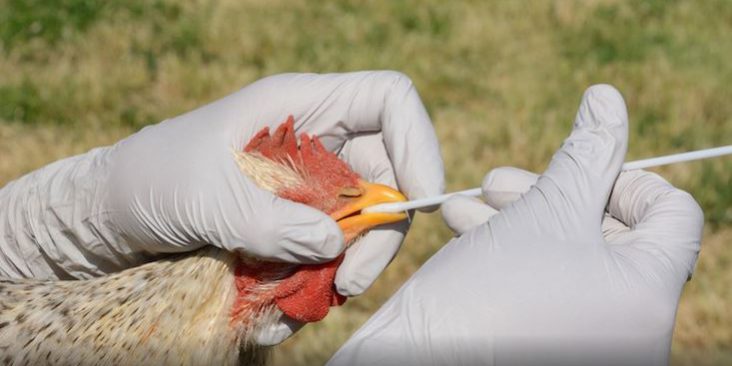 Sacrifican más de 1,5 millones de aves por gripe aviar