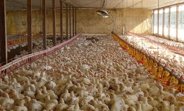 Federales investigan brotes de salmonella en los EE.UU.