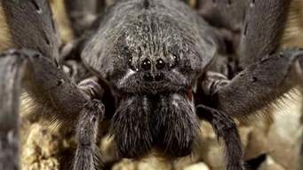 Único: científicos presencian como una zarigueya fue la cena de una araña gigante en la selva de Perú