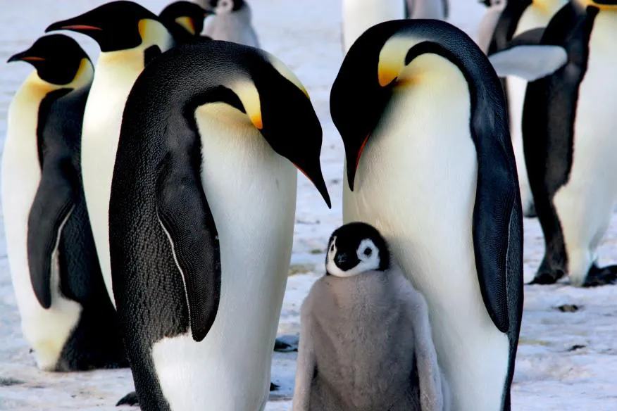 ¿Le gustan los pingüinos de la Antártida? Conozca cuánto pagan por contarlos