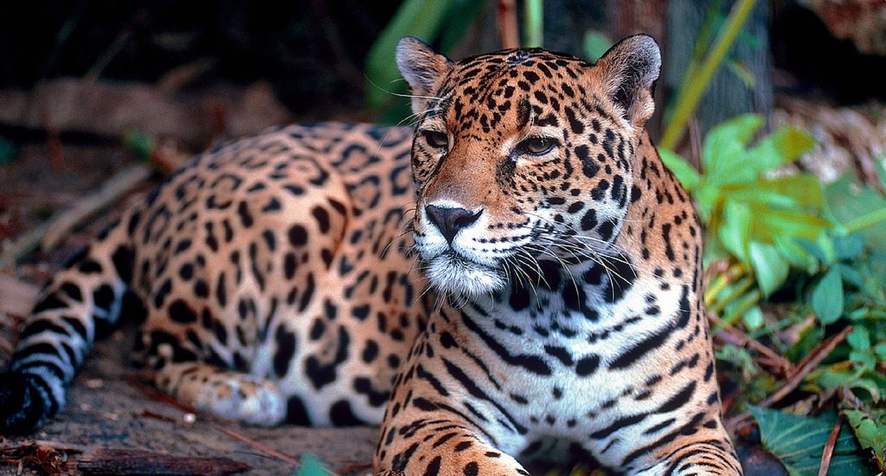Realizan exámenes médicos de odontología a un jaguar en Zoológico de Miami