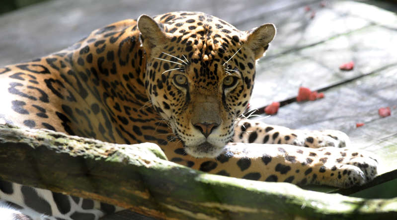 Un jaguar atacó a un visitante en un zoológico de Florida