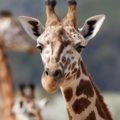 Familia vive el susto de sus vidas cuando jirafa levanta a su hija en safari de Texas