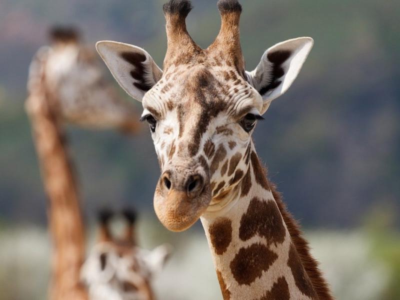 Familia vive el susto de sus vidas cuando jirafa levanta a su hija en safari de Texas
