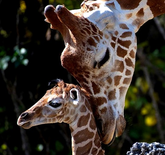¡Excelente noticia! Zoo Miami presenta jirafas recién nacidas