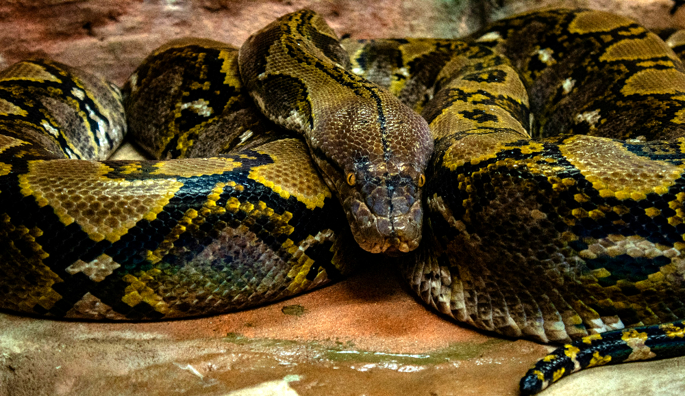 Guerra contra pitones en Florida: pagan hasta $10,000 por cazarlas en los Everglades