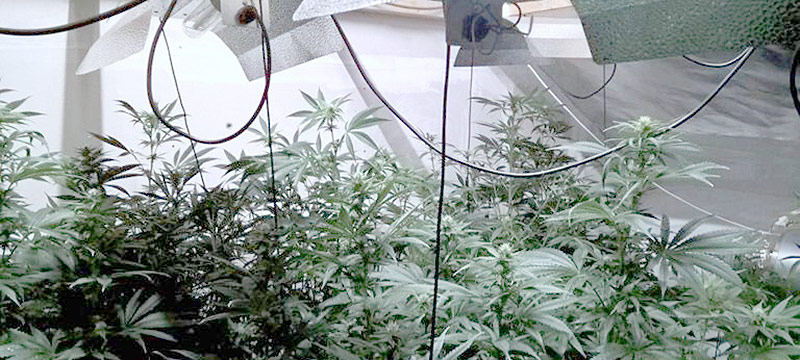 Policía lleva a jubilada ebria a su casa y encuentran granja de cannabis